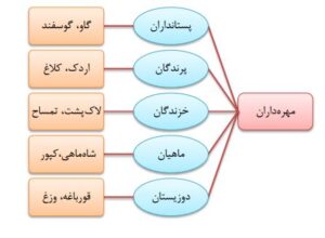 دسته بندی جانوران مهره دار