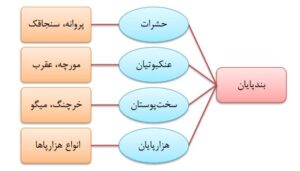 گروه ها مختلف بندپایان
