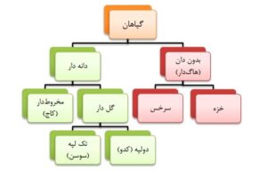 دسته بندی گیاهان